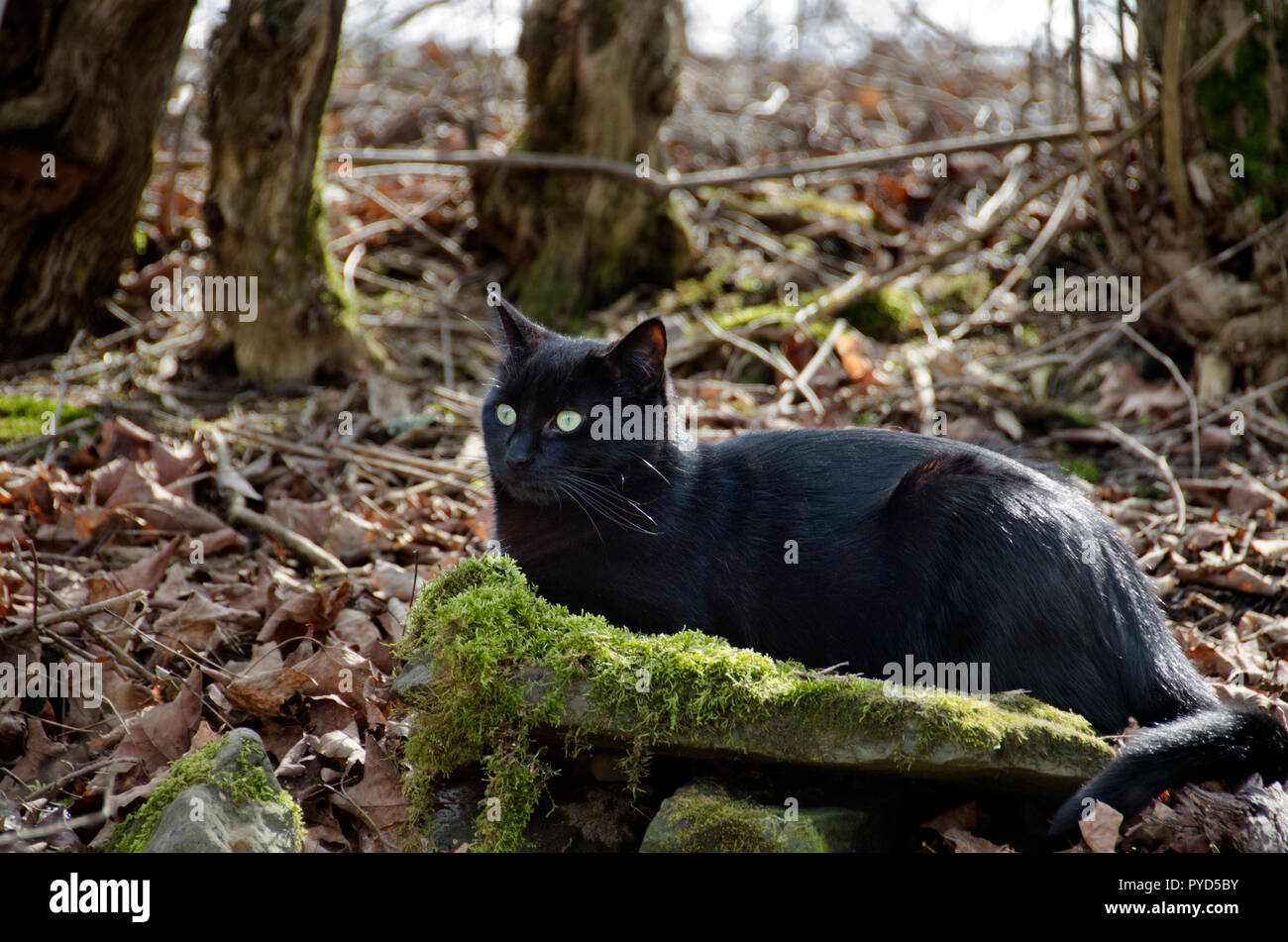 A black cat sitting on a mossy rock Stock Photo