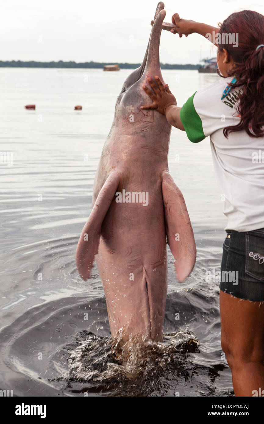 A rare pink dolphin jumps to pick food from the hand of a biologist in a conservation unit on the Rio Negro in the Brazilian Amazon. Stock Photo