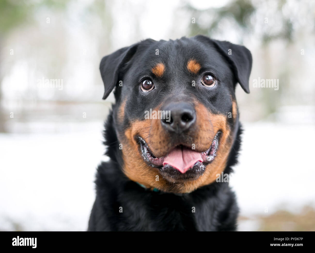 A purebred Rottweiler dog with a happy expression outdoors in the ...