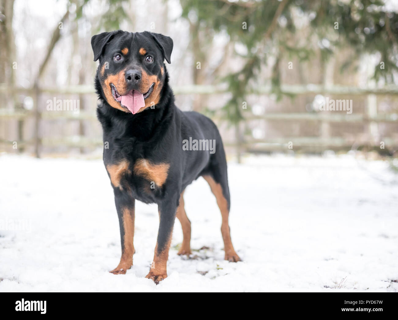 A happy Rottweiler dog standing outdoors in the snow Stock Photo