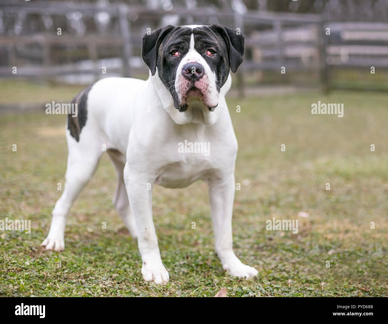 A Mastiff mixed breed dog with nictitans gland prolapse or 'cherry eye' in both eyes Stock Photo