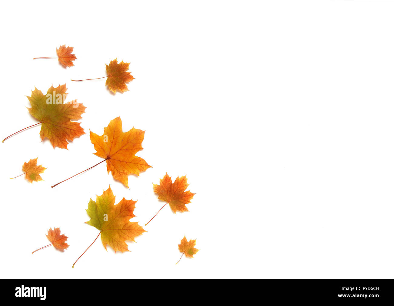 Autumn composition. Frame made of autumn maple leaves on white background. Flat lay, top view, copy space Stock Photo