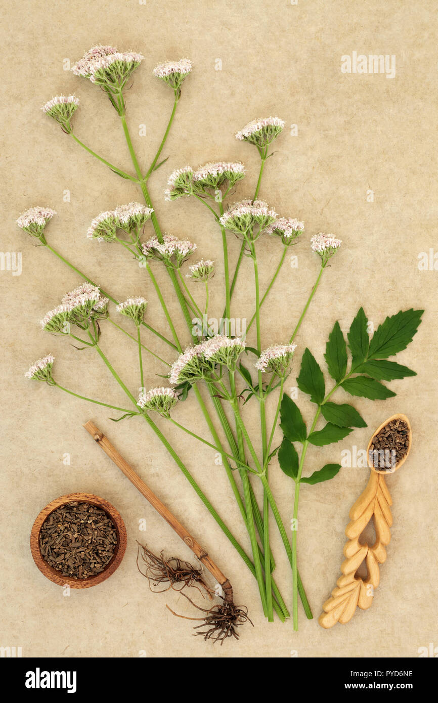 Valerian herb root & flowers on hemp paper background. Used in
