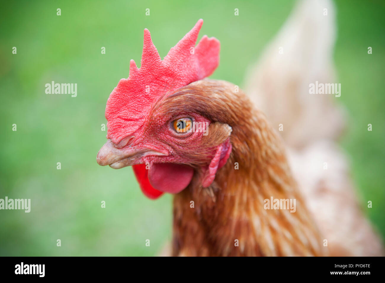 A chicken looking at you! Stock Photo