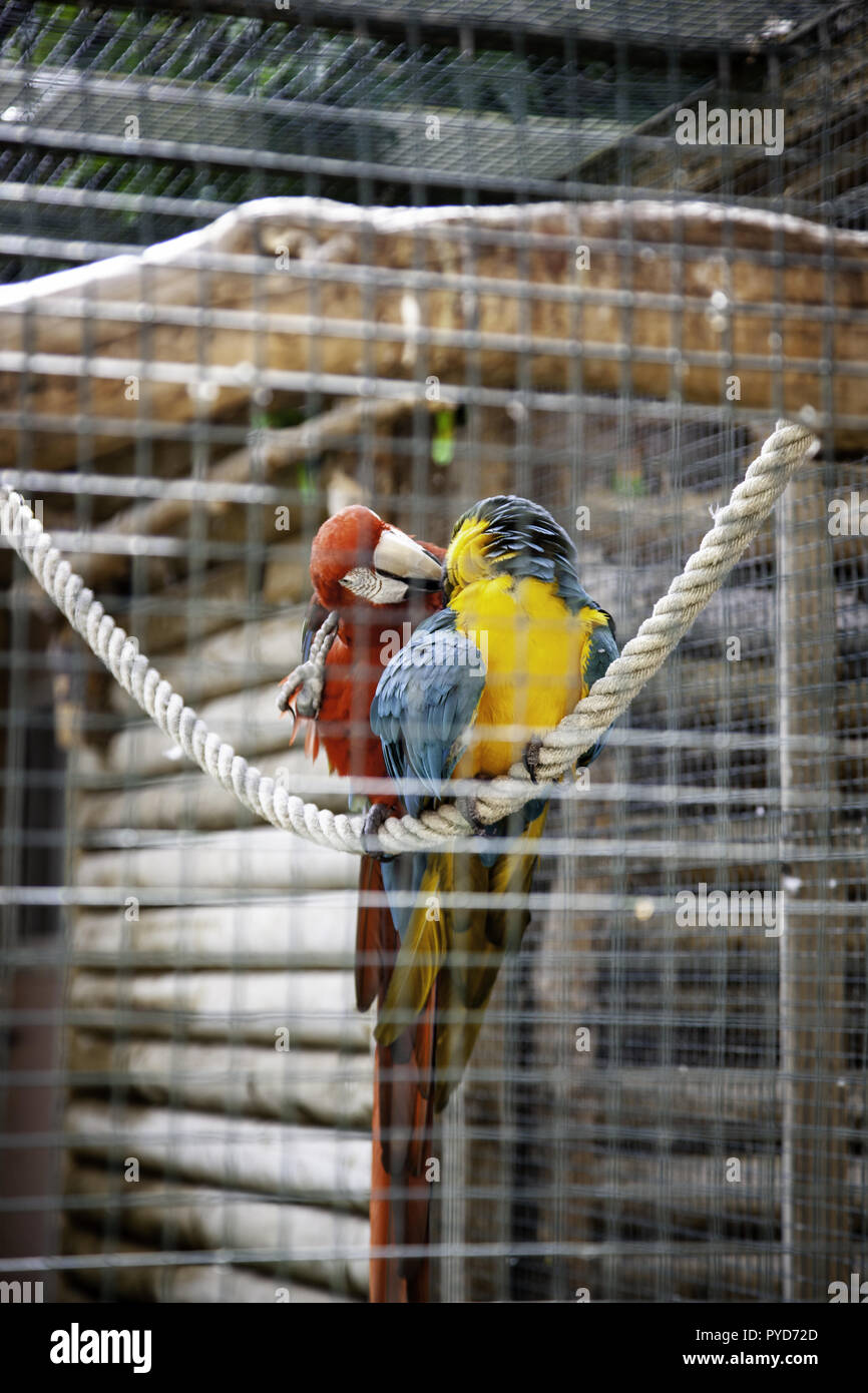 Parrot eating in the jungle, detail of exotic bird Stock Photo Biology Diagrams