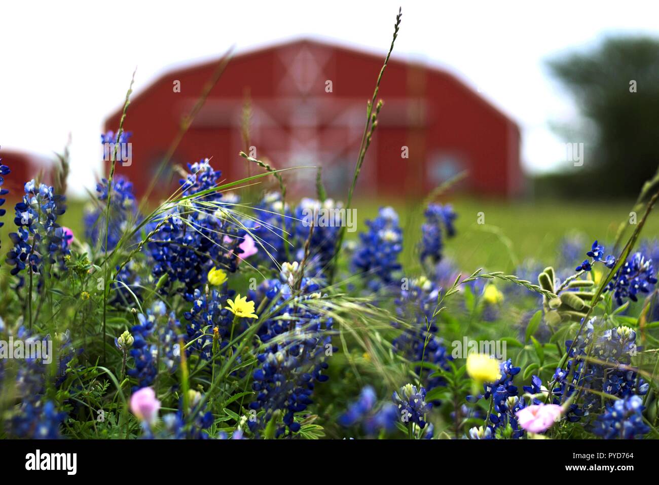 Bluebonnets in front of antique red barn Stock Photo