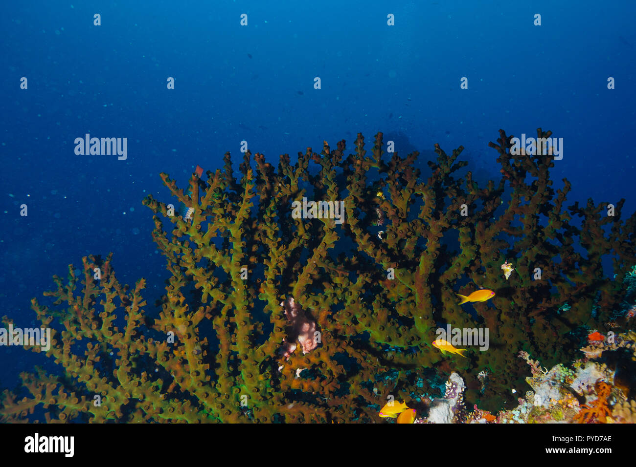 Tubastraea Micranthus midnight Coral Maldives Stock Photo Alamy