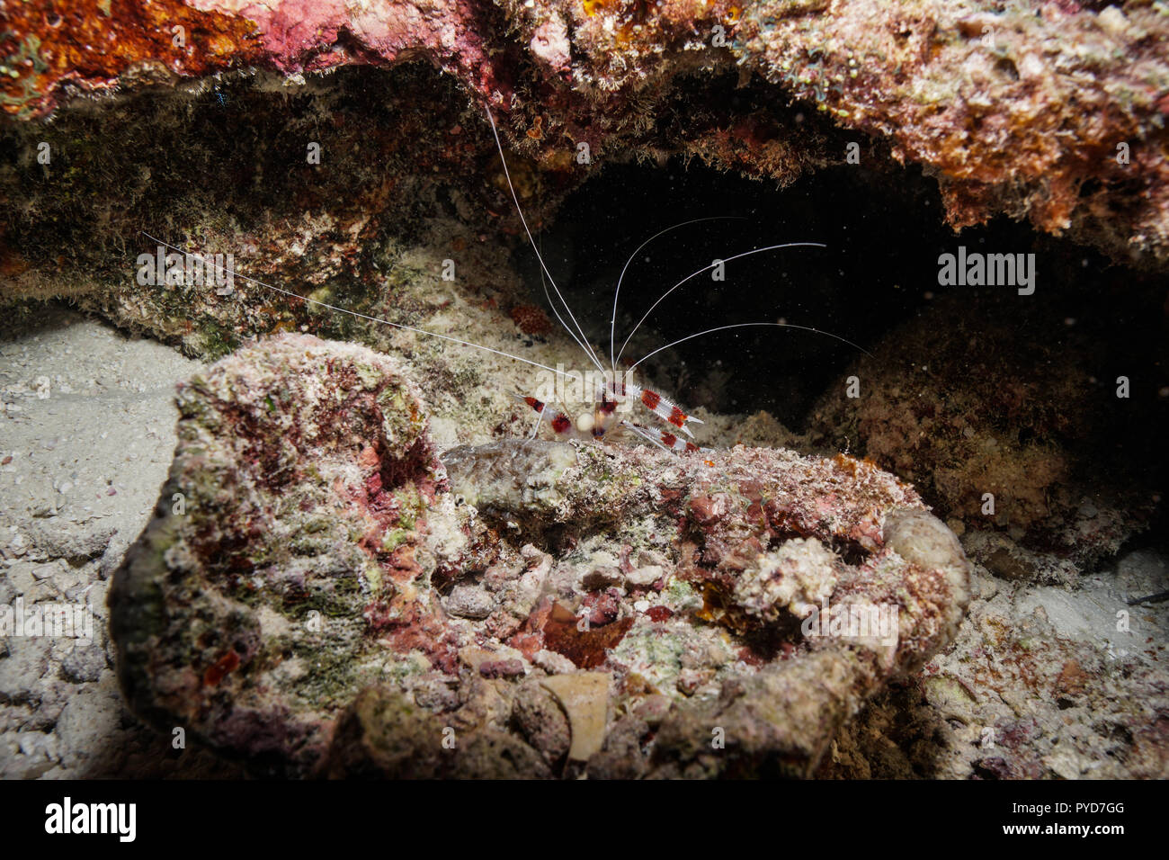 spider shrimp Maldives Stock Photo - Alamy