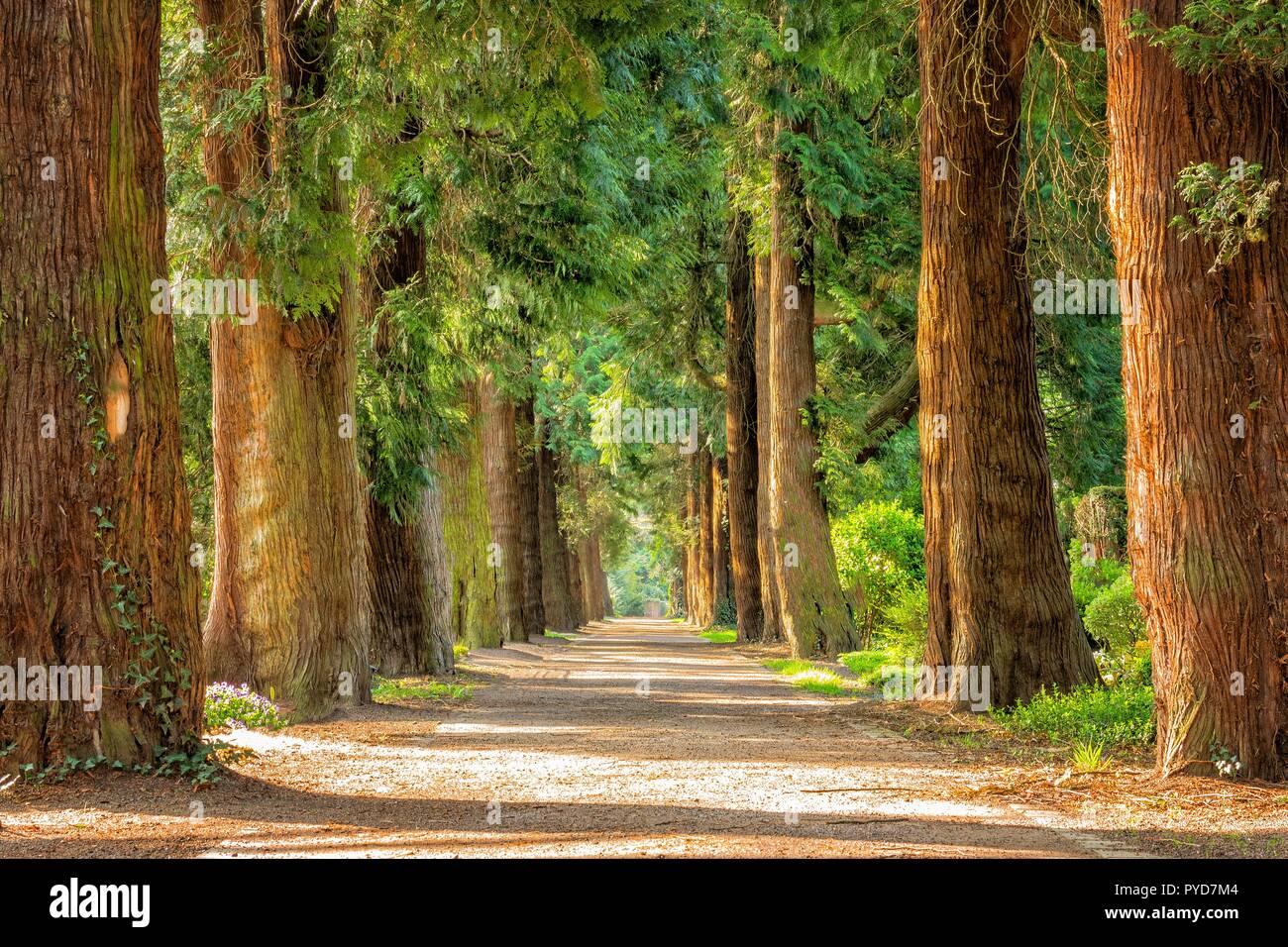 It Is A Nice Way With The Trees It Make Me Fell About Deep And