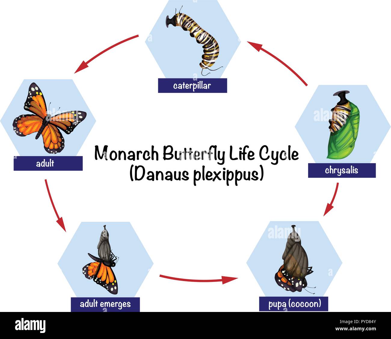 Monarch butterfly life cycle illustration Stock Vector