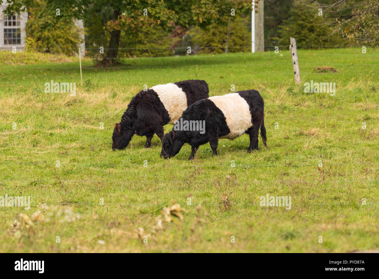 Belted Galloway Cows in pasture in New England Stock Photo