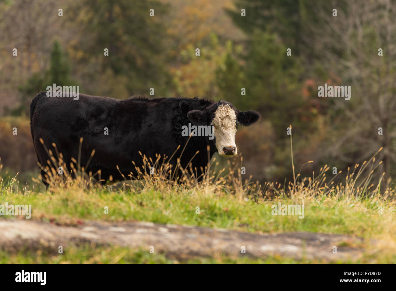 Black cow with white face on rural New England pasture with fall color in background woods Stock Photo