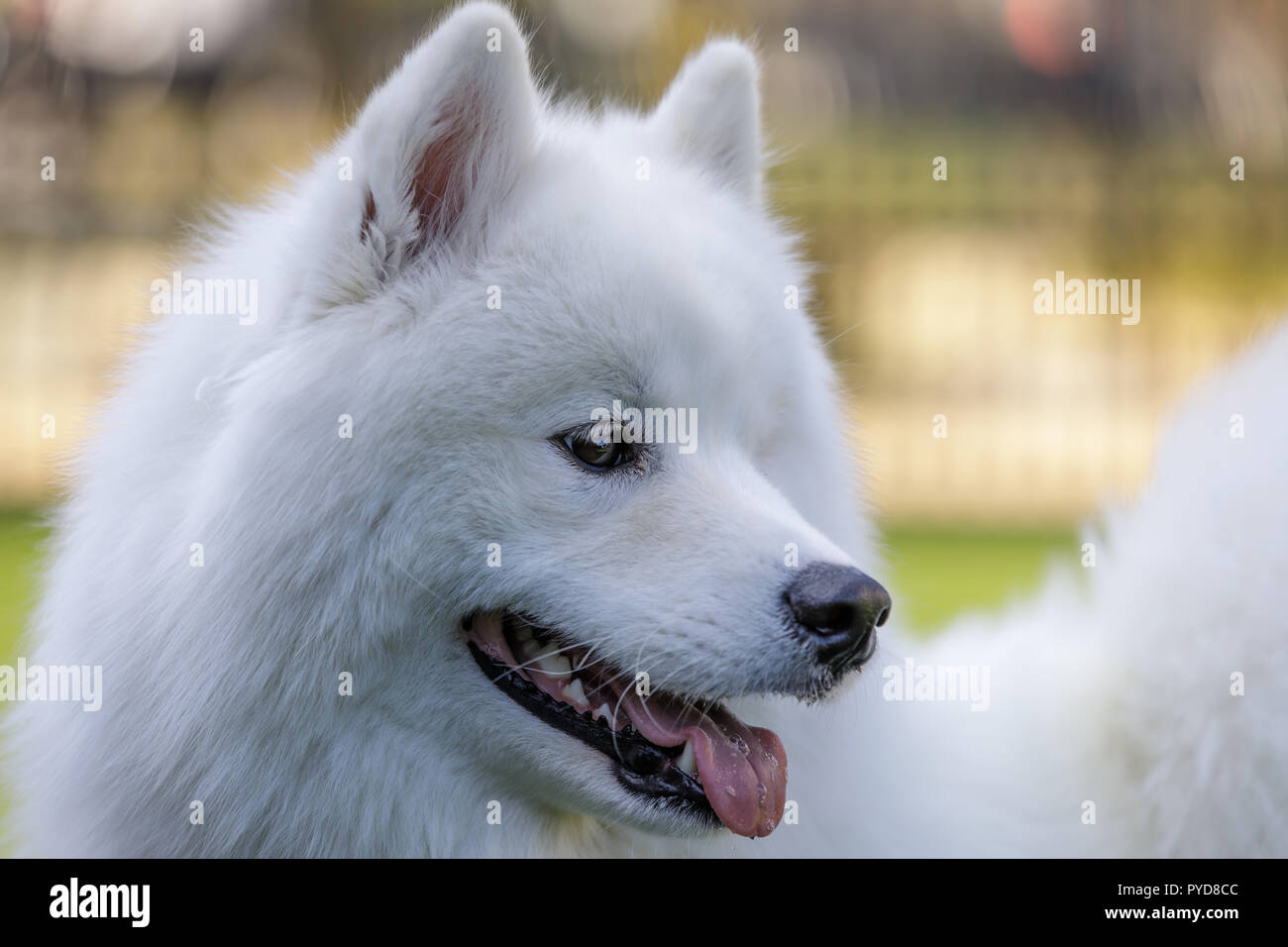 Samoyed Dog Head Stock Photo