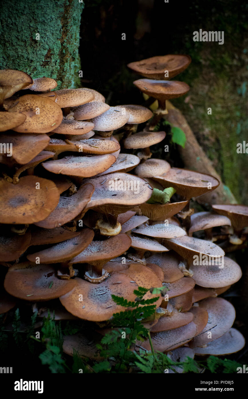 Wild mushrooms growing on a tree's bark in the forest Stock Photo