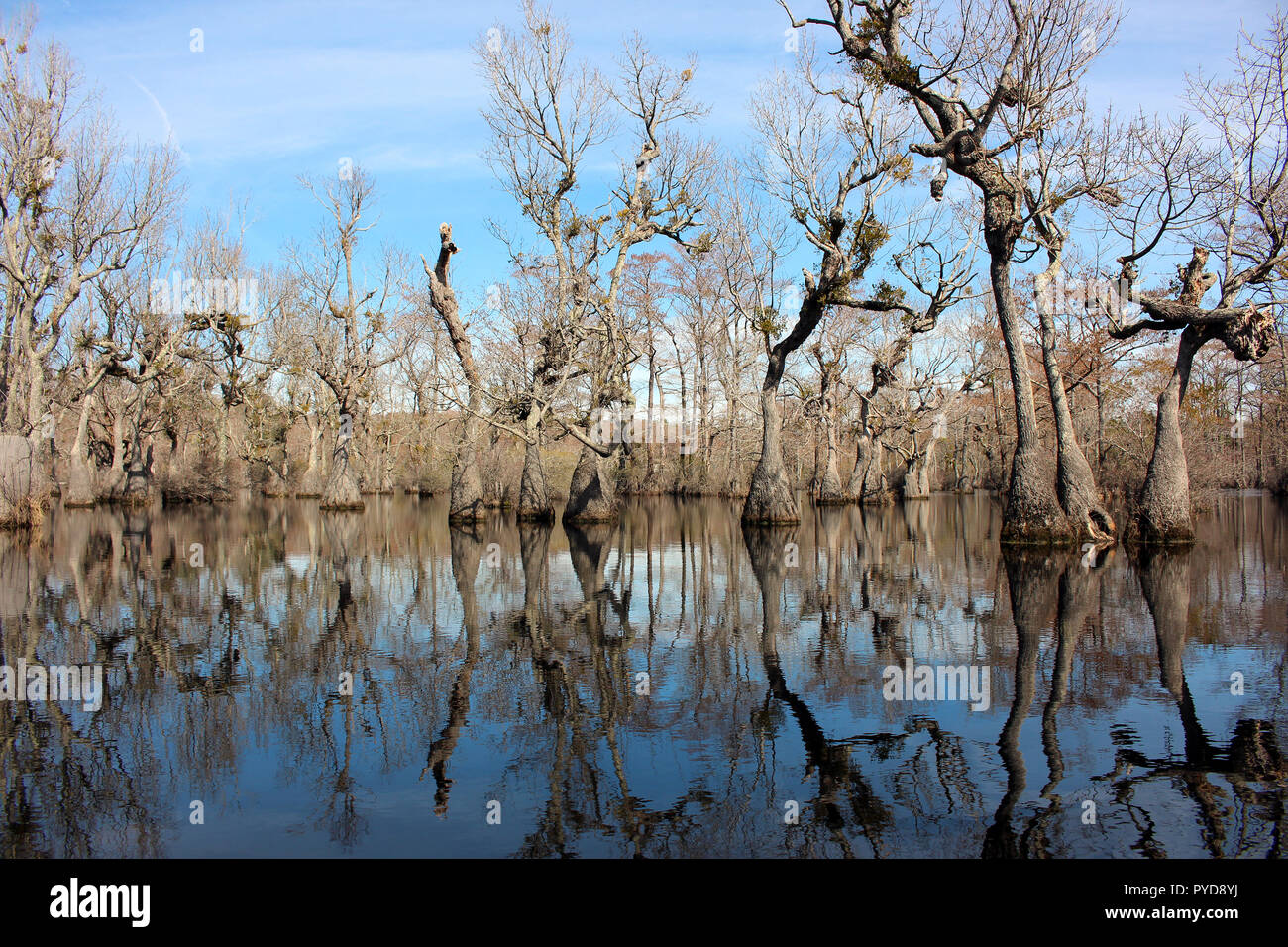 Dancing tupelo trees on Merchants Mill Pond State Park, near Elizabeth City, North Carolina Stock Photo