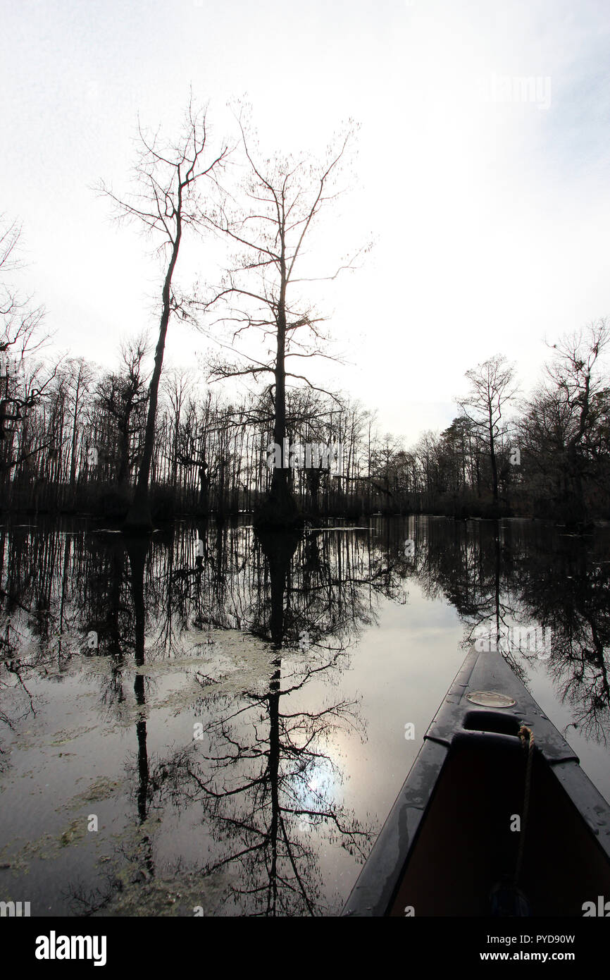 Merchants Mill Pond State Park, near Elizabeth City, North Carolina