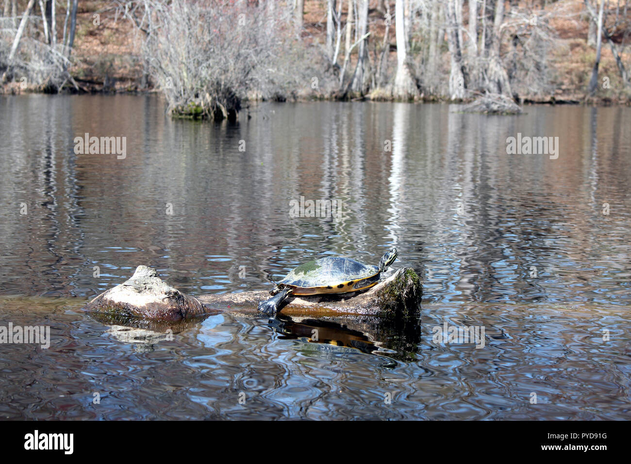 Turtle sunbathing on a floating log at Merchants Mill Pond State Park, near Elizabeth City, North Carolina Stock Photo