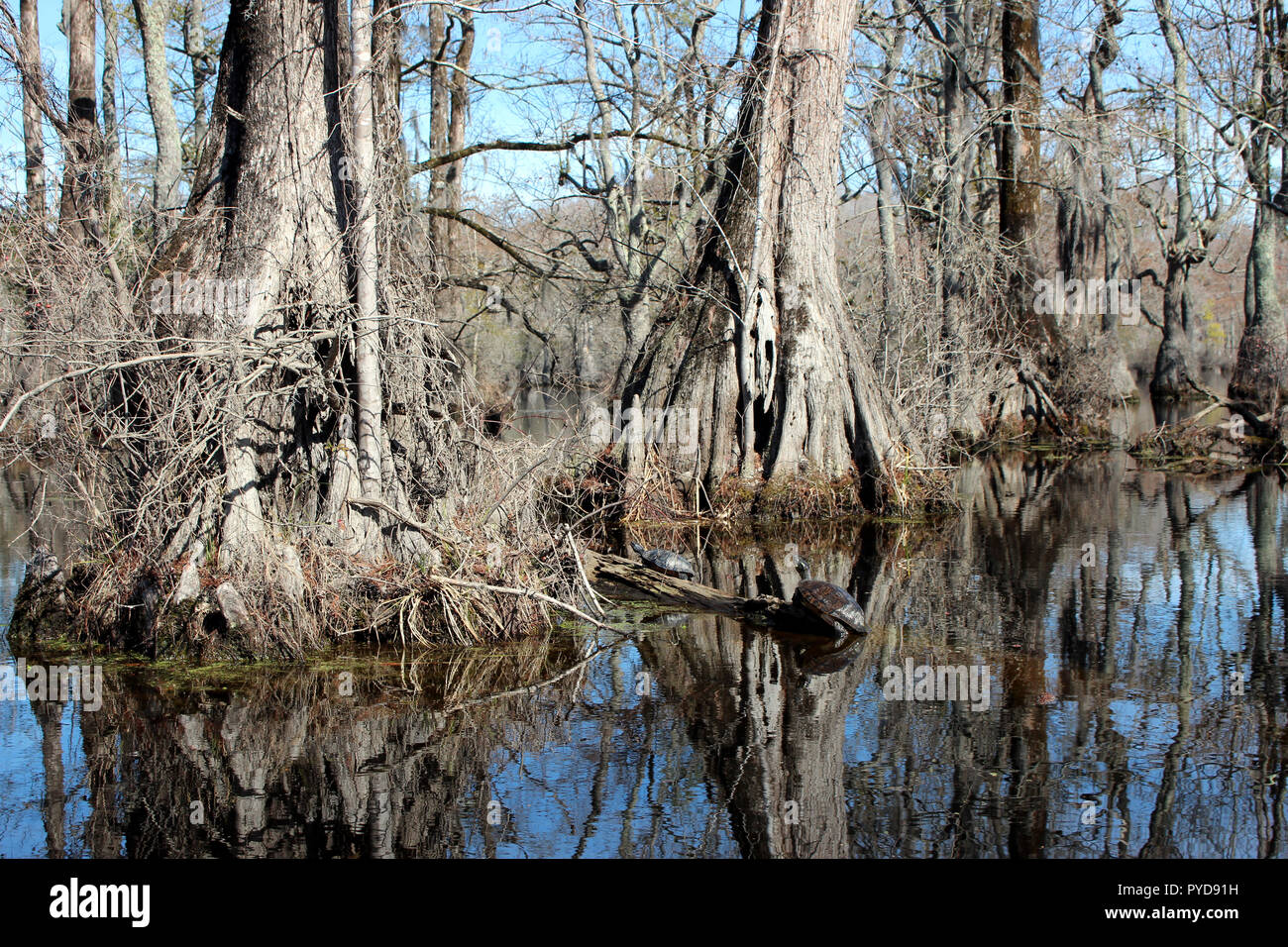 Turtles cling to driftwood at Merchants Millpond State Park, near Elizabeth City, North Carolina