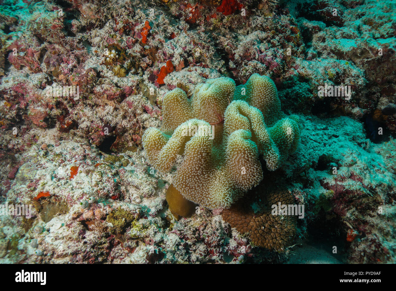 Coral reef Maldives Stock Photo - Alamy