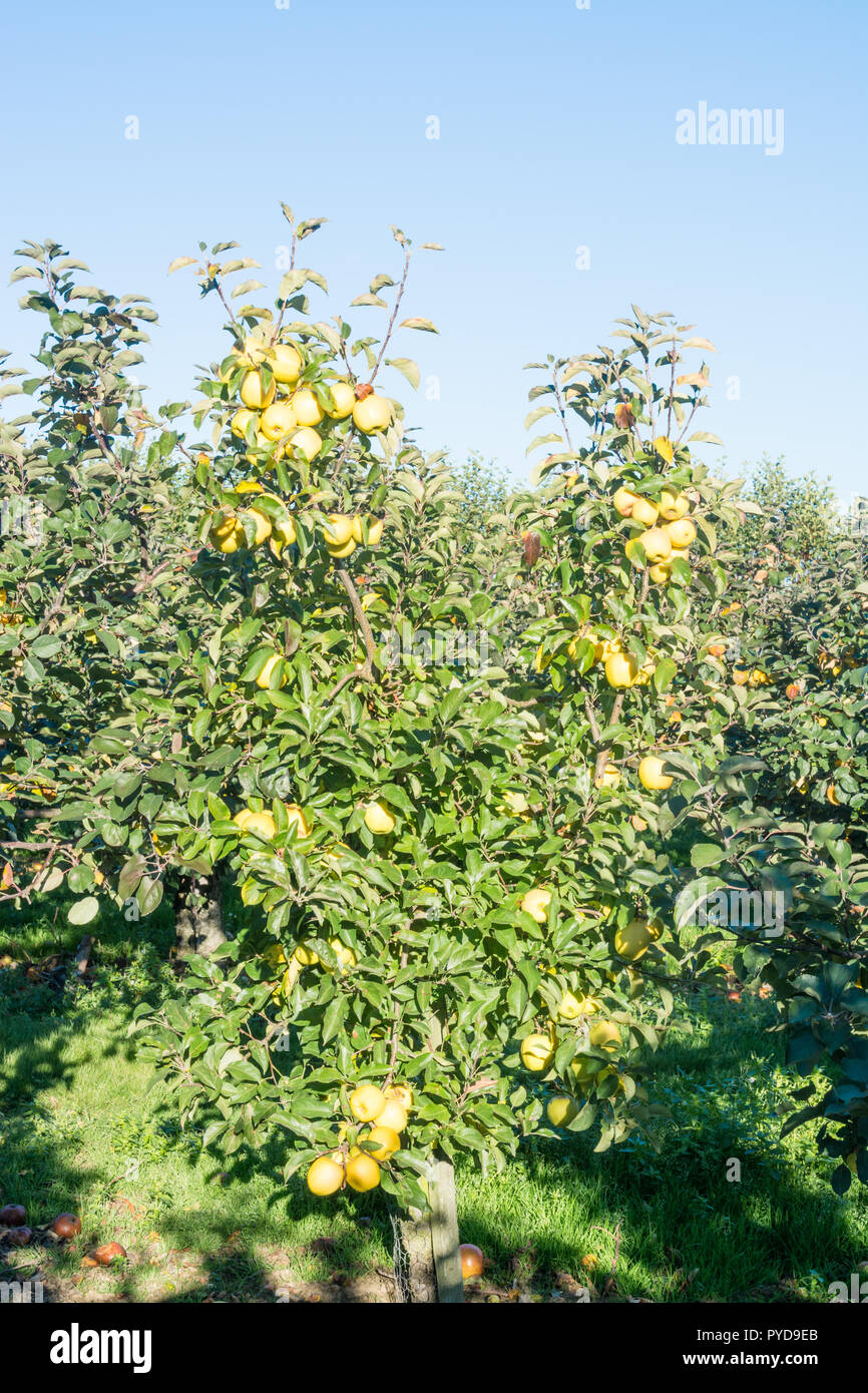 Golden Delicious apples on a tree Stock Photo