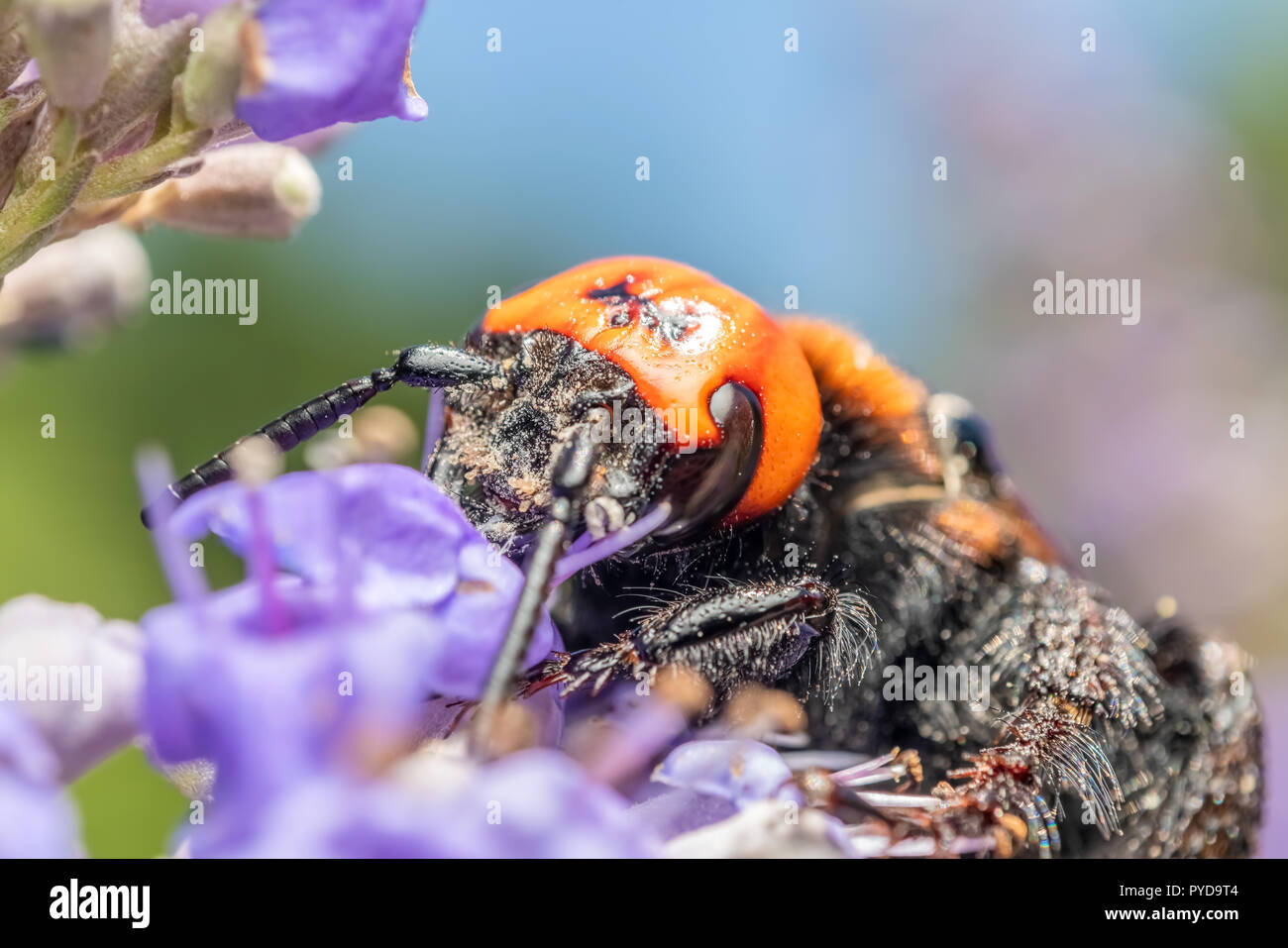 Japanese Giant Hornet (Vespa Mandarinia Japonica) Gathering Flower Pollen Stock Photo