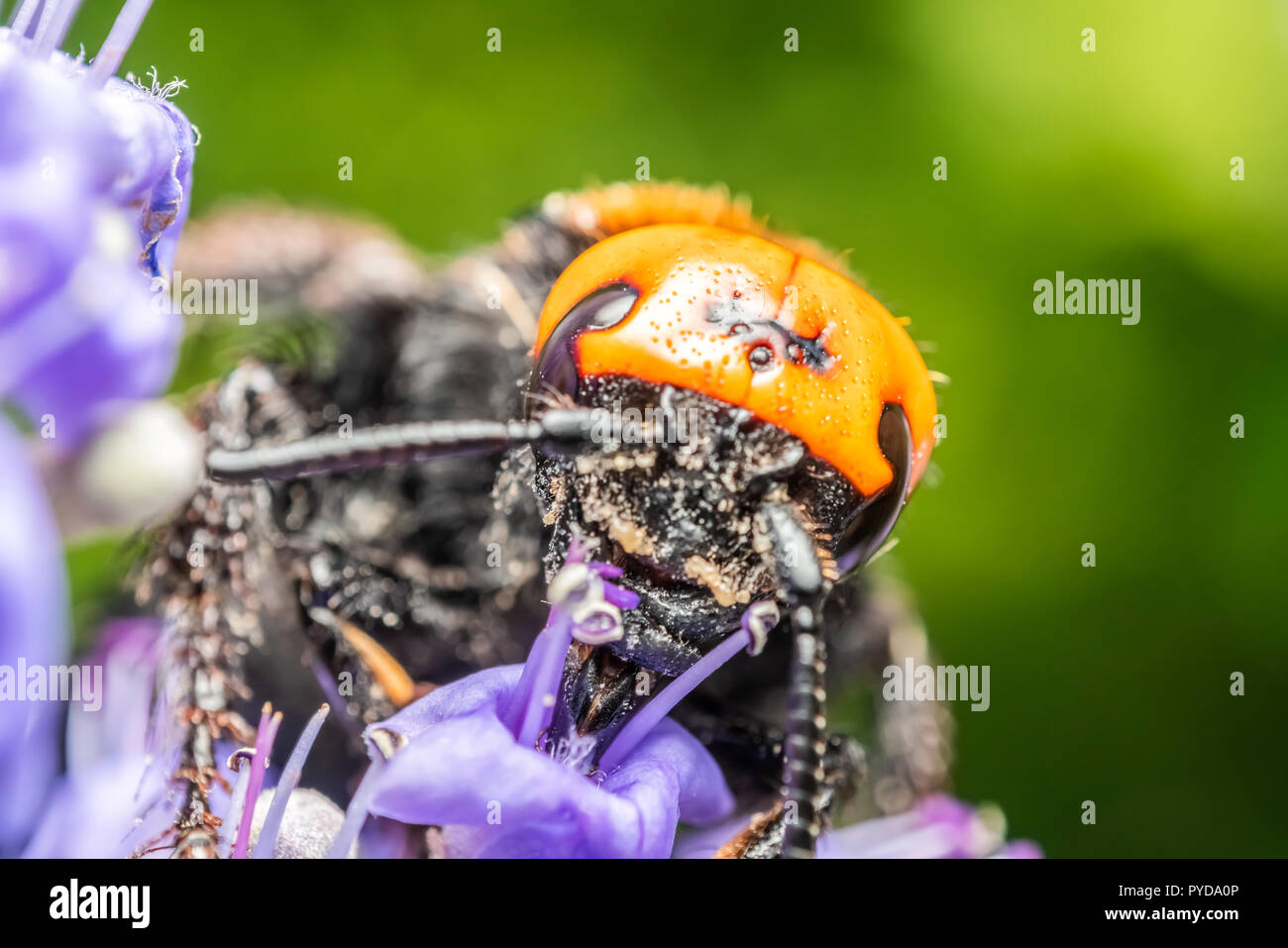 Japanese Giant Hornet (Vespa Mandarinia Japonica) Gathering Flower Pollen Stock Photo