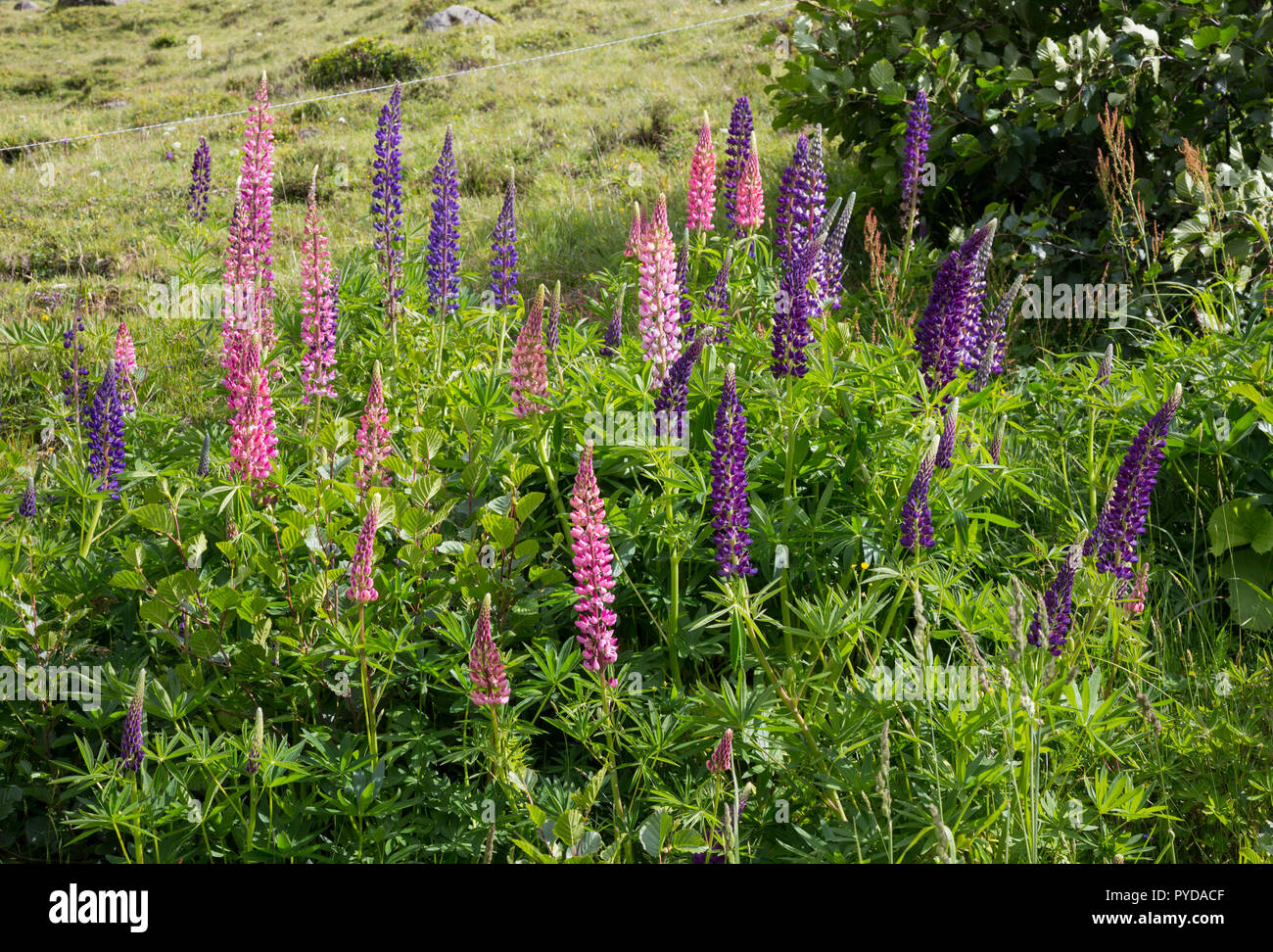 Naturalised lupins (lupinus perennis) near Andermatt, Switzerland Stock Photo