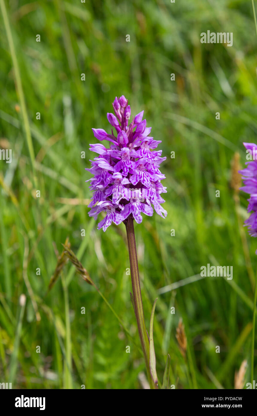 Dactylorhiza fuchsii - Common Spotted-orchid near Andermatt, Switzerland Stock Photo