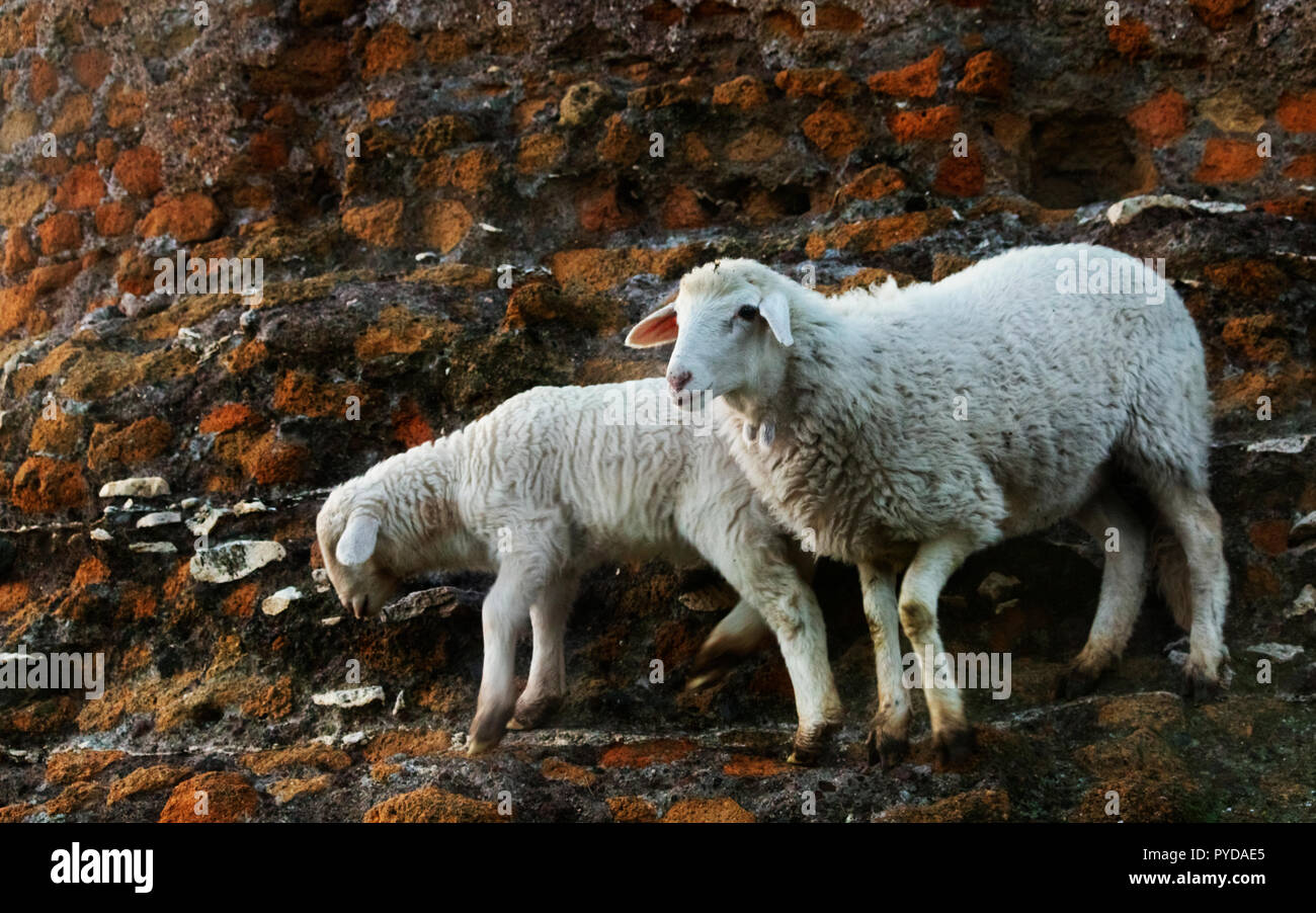 Two sheep climb an old wall ,it's twilight in Rome along the Ancient Appia,one sheeep is staring the camera Stock Photo