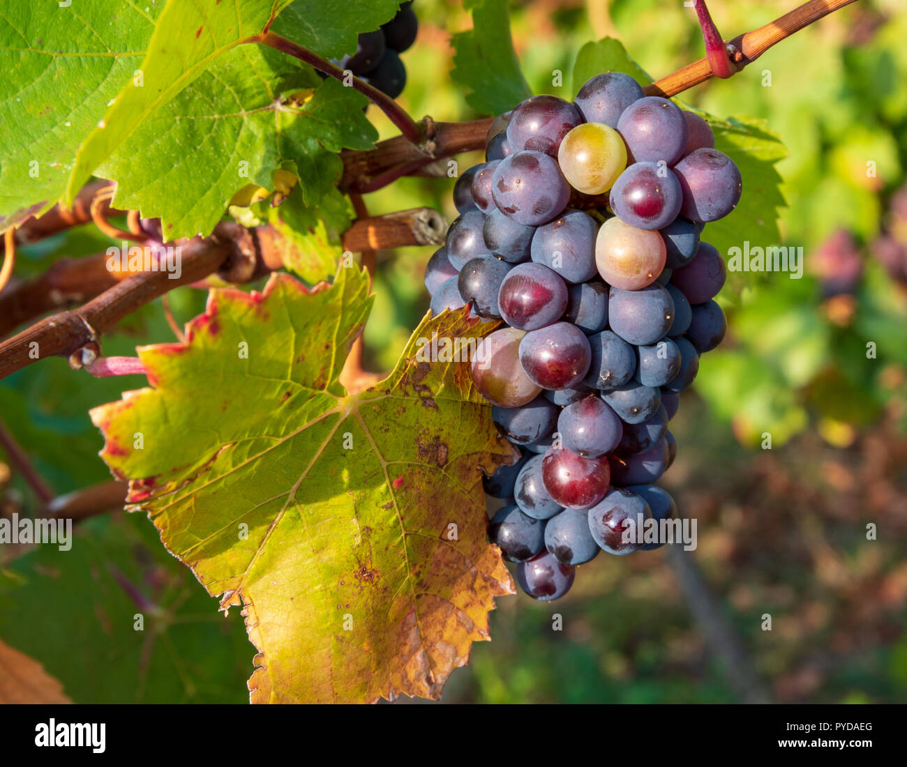 Riesling grapes hires stock photography and images Alamy
