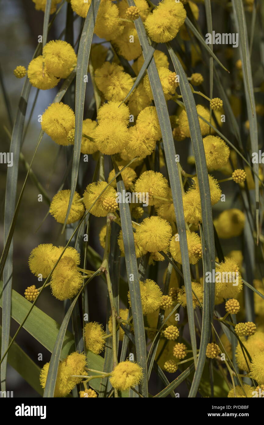 Coojong or Golden wreath wattle, Acacia saligna in full flower. Stock Photo