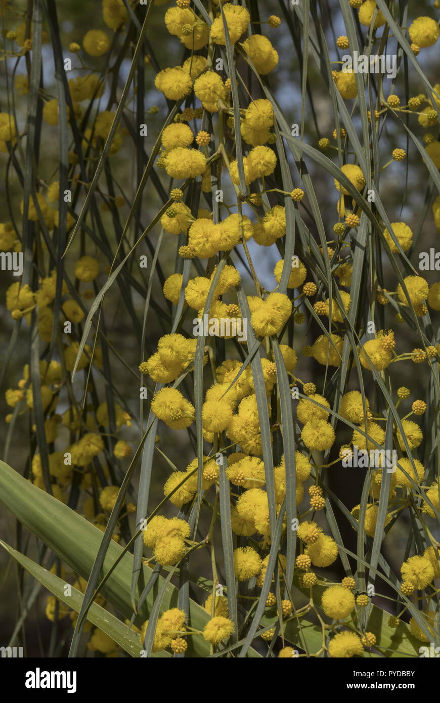 Coojong or Golden wreath wattle, Acacia saligna in full flower. Stock Photo