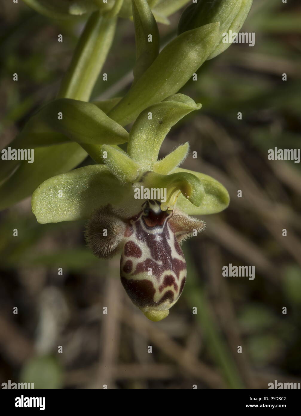 Rhodes Orchid, Ophrys rhodia in flower, Rhodes. Stock Photo