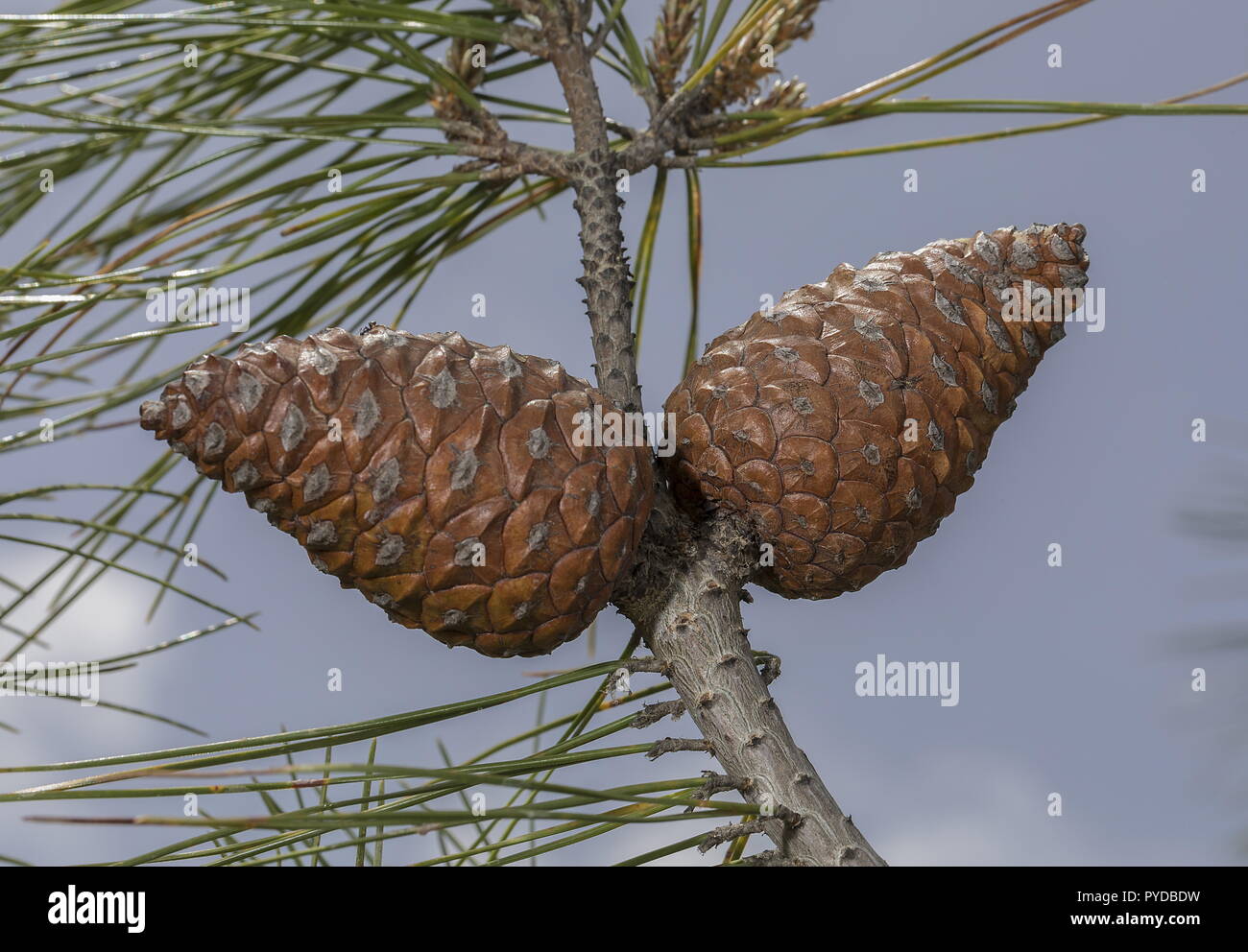 Turkish Pine or Calabrian Pine, Pinus brutia; female cones on branch. Rhodes. Stock Photo