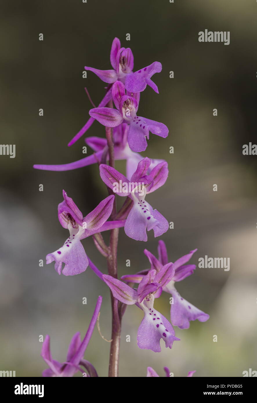 Anatolian Orchid, Orchis anatolica, in flower in light woodland, Rhodes Stock Photo