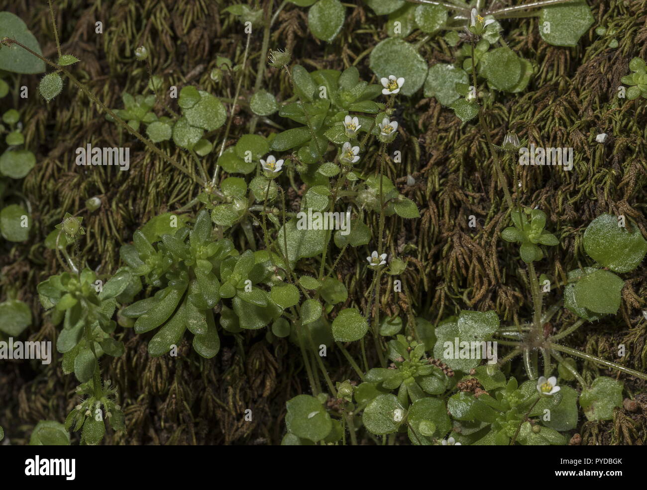 Ivy-leaved Saxifrage, Saxifraga hederacea growing on damp mossy cliff, Rhodes. Stock Photo