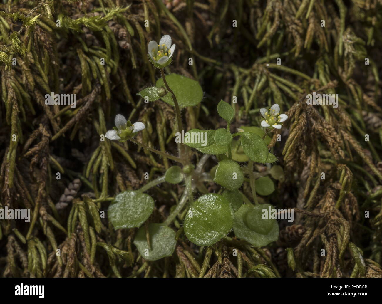 Ivy-leaved Saxifrage, Saxifraga hederacea growing on damp mossy cliff, Rhodes. Stock Photo