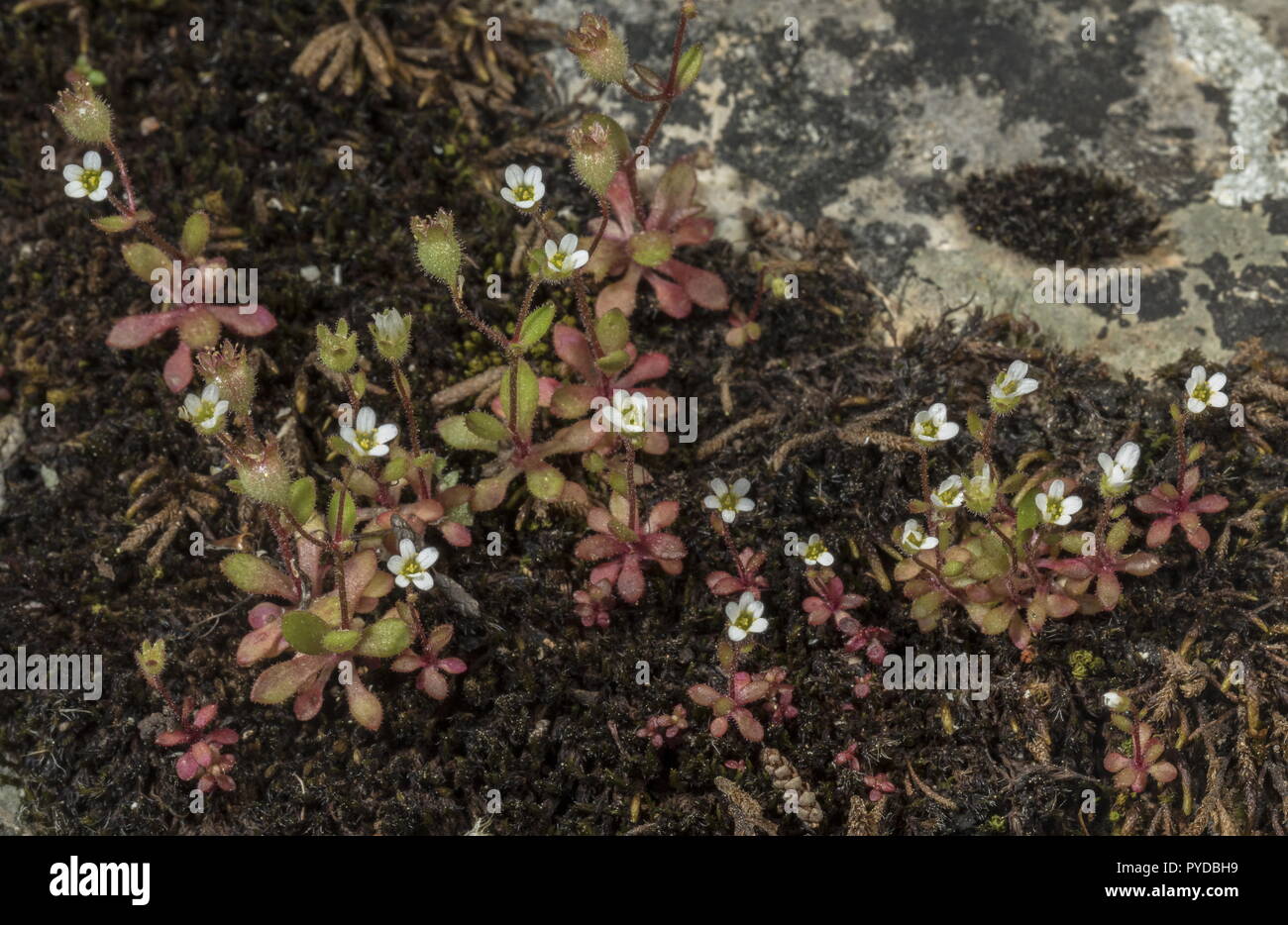 Rue-leaved saxifrage, Saxifraga tridactylites, in flower on limestone pavement. Stock Photo