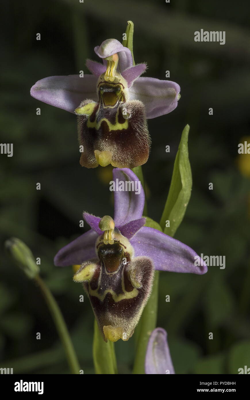 Sawfly Orchid, Ophrys tenthredinifera in cypress forest, Rhodes. Stock Photo