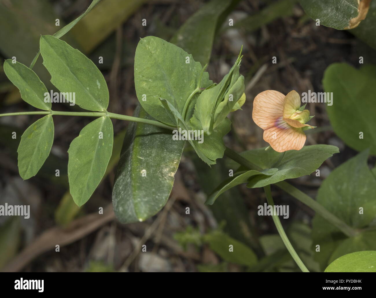 Tawny pea, Pisum fulvum, in flower, Rhodes. Stock Photo