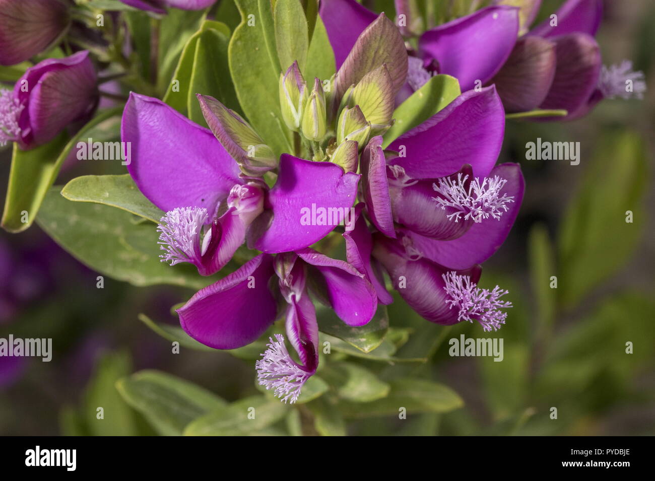 Myrtle-leaf milkwort, Polygala myrtifolia, in flower. Introduced from South Africa. Stock Photo
