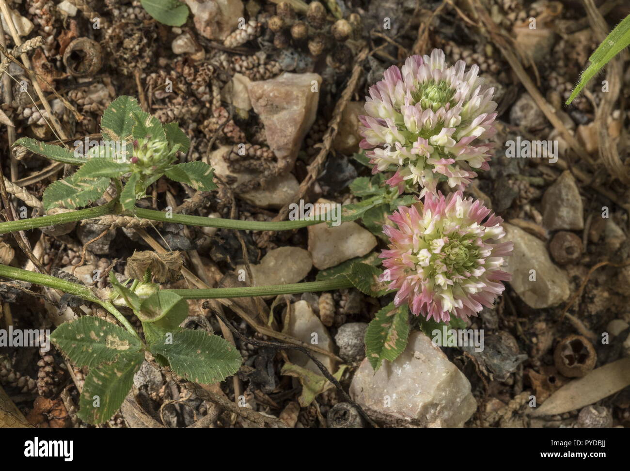 Sharp-toothed Clover, Trifolium argutum, in flower; Rhodes. Stock Photo