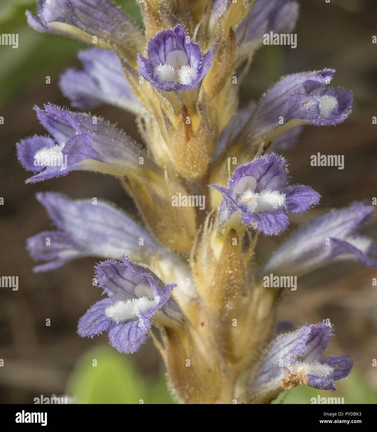 Branched broomrape, Orobanche ramosa, in flower. Parasite on Oxalis. Rhodes. Stock Photo