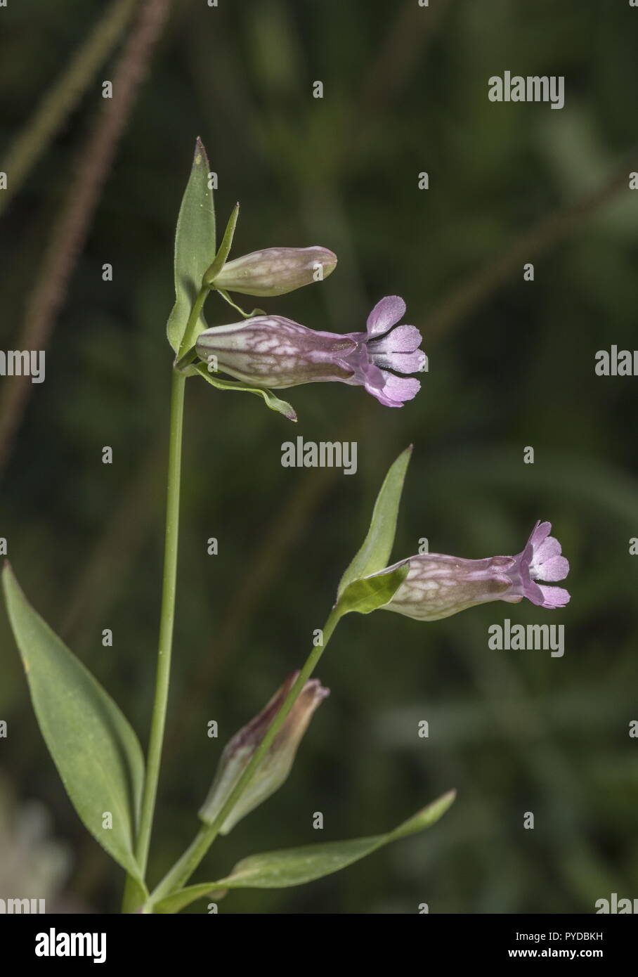 Hairless Catchfly, Silene behen in flower; Rhodes. Stock Photo
