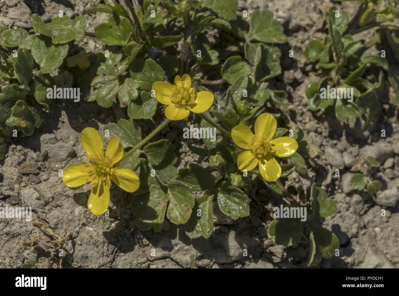 Hairy buttercup, Ranunculus sardous, in flower in spring. Stock Photo
