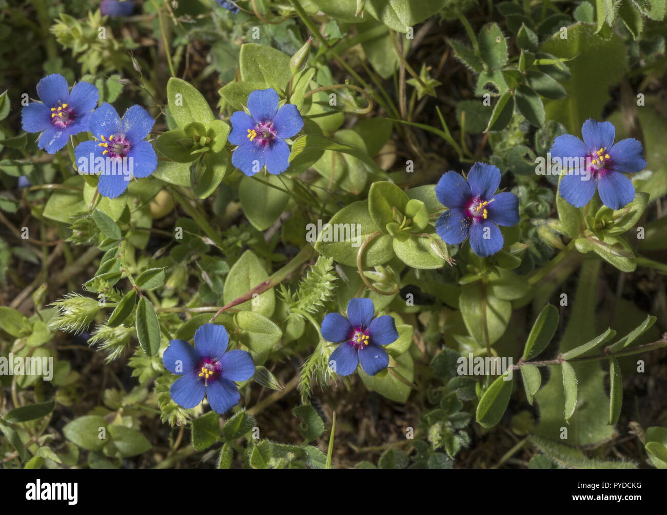 Blue Pimpernel, Anagallis arvensis ssp. foemina in flower. Rhodes. Stock Photo