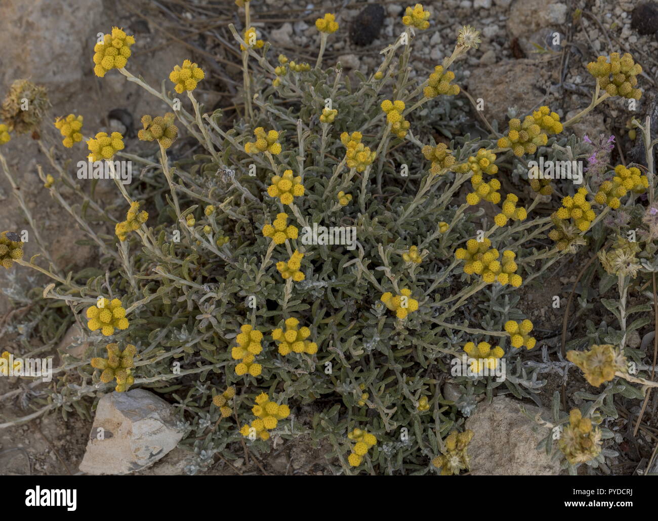 Immortelle, Helichrysum stoechas, in flower on the coast, Rhodes. Stock Photo