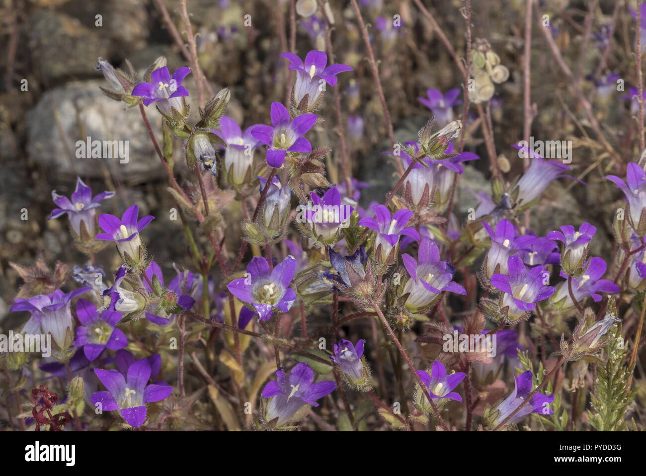 Rhodes bellflower, Campanula rhodensis - an annual endemic, Rhodes, Greece. Stock Photo
