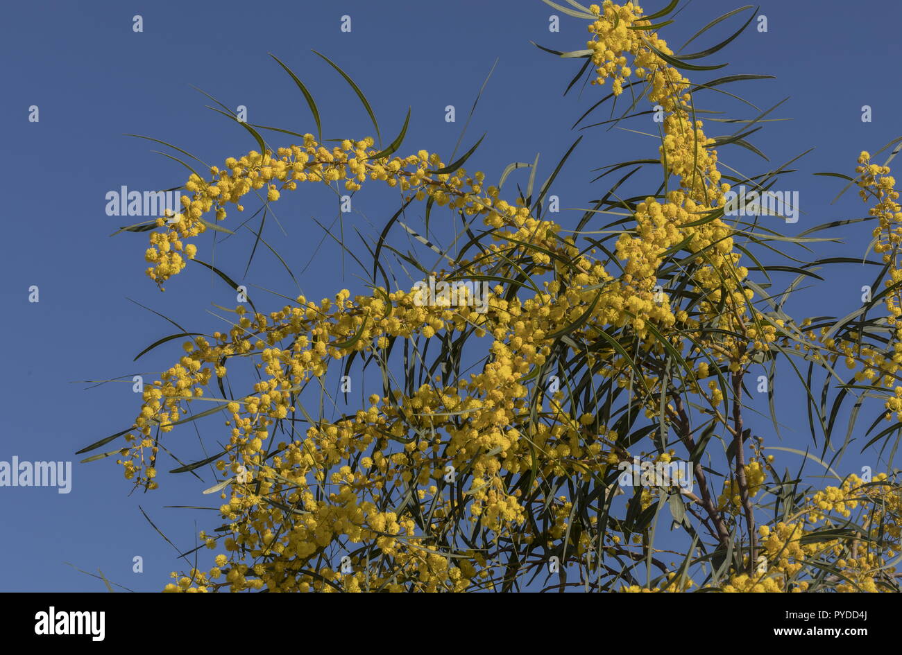 Coojong or Golden wreath wattle, Acacia saligna in full flower. Stock Photo