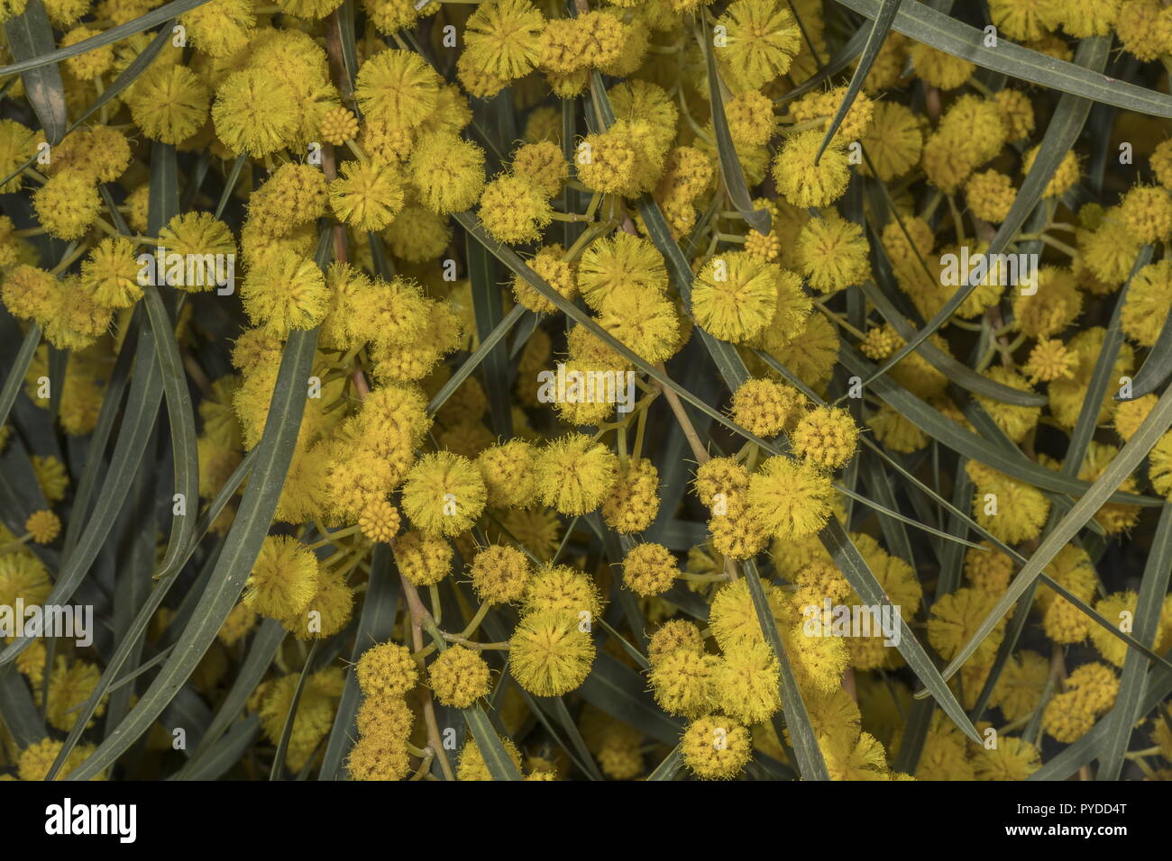 Coojong or Golden wreath wattle, Acacia saligna in full flower. Stock Photo